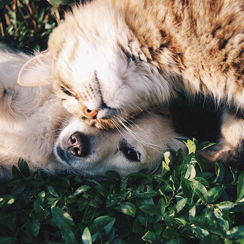 Chien & chat Chien & chat