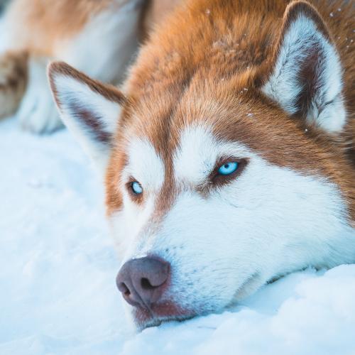 Husky